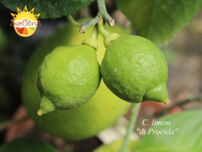 C. limon di Procida - 